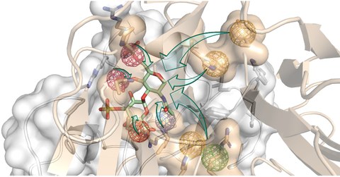 Schematische Darstellung der Wechselwirkung verschiedener Moleküle an einem Protein.