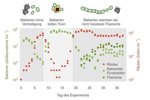 Grafische Darstellung der drei Phasen, wie sich Bakterien auf einzellige Fressfeinde einstellen.