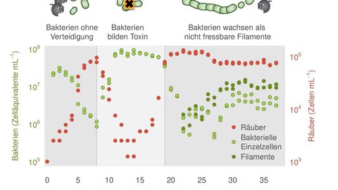 Grafische Darstellung der drei Phasen, wie sich Bakterien auf einzellige Fressfeinde einstellen.