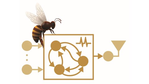Collage mit einer Biene (links oben) darunter symbolisch dargestellte Informationsverarbeitung durch Kreise und verbindende Pfeile
