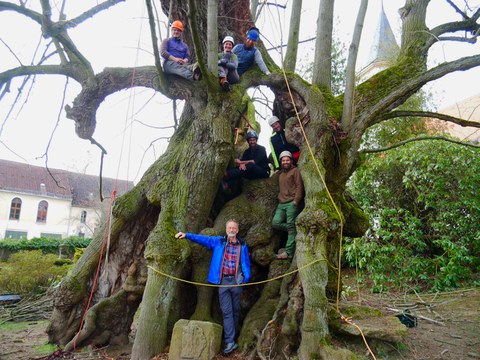 Ein alter Baum wird geschnitten.