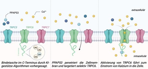 Grafische Darstellung des Verlaufs einer Selektiven Aktivierung von TRPC6 durch drei Bilder des Verlaufs. Es werden jeweils drei Zellen in verschiedenen Farben nebeneinander dargestellt.