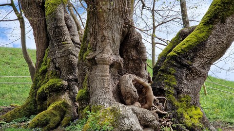 Stamm einer alten Linde, dreigeteilt und knotig.