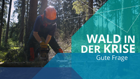 Bildcollage bestehend aus einem Foto einer Person, die im Wald mit einer Kettensäge arbeitet sowie blaufarbigen Grafikelementen und dem Text "Wald in der Krise, Gute Frage".