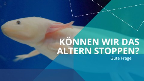 Im Hintergrund ein Axolotl, davor blaue und grüne Grafikelemente, darauf die Aufschrift "Können wir das Altern stoppen?"