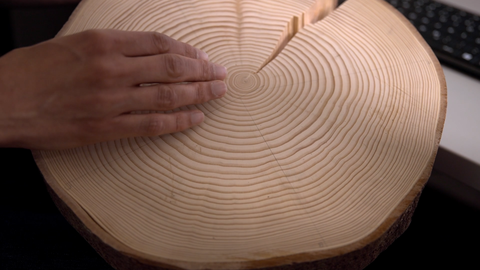 Foto einer Scheibe eines Baumstammes, die von einer Hand berührt wird.