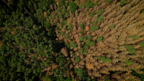 Luftbildaufnahme von einem Wald.