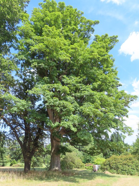 Belaubter Bergahorn auf einer Wiese