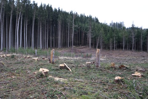 Waldstück mit abgeknickten Bäumen.