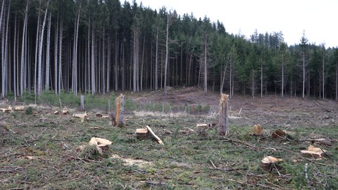 Waldstück mit abgeknickten Bäumen.