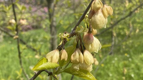 Foto eines Astes mit erfrorenen Blüten vor einer grünen Wiese