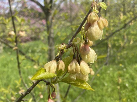 Foto eines Astes mit erfrorenen Blüten vor einer grünen Wiese