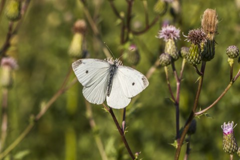 Foto von einem weißen Schmetterling inmitten von noch geschlossenen Disteln von nahen.