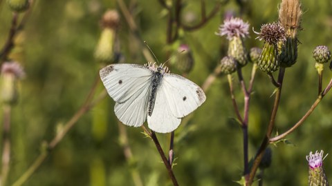 Foto von einem weißen Schmetterling inmitten von noch geschlossenen Disteln von nahen.