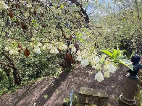Foto eines Schneeglöckenbaums mit grünen Blättern und weißen, glockenförmigen Blüten.