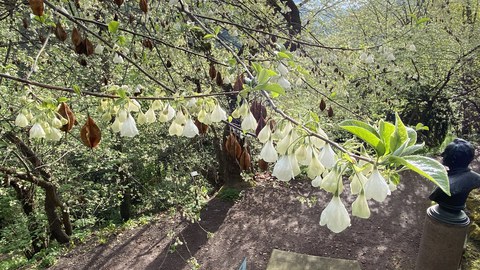 Foto eines Schneeglöckenbaums mit grünen Blättern und weißen, glockenförmigen Blüten.