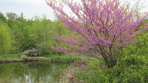 Bild von einem Teich mit einer Bank und grünen Bäumen im Hintergrund. Im Vordergrund ein rosa blühender Baum.