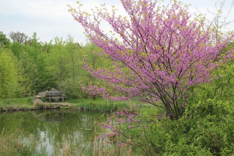 Bild von einem Teich mit einer Bank und grünen Bäumen im Hintergrund. Im Vordergrund ein rosa blühender Baum.