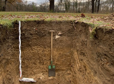 A soil profile in the oak-tree meadow of Dresden's Großer Garten: a deep insight into an otherwise hidden world. This is where the trees are anchored, and absorb both water and nutrients.