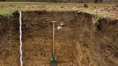 Ein Bodenprofil auf der Eichwiese im Großen Garten: tiefer Einblick in eine sonst verborgene Welt. Hier sind die Bäume verankert und nehmen Wasser und Nährstoffe auf. 