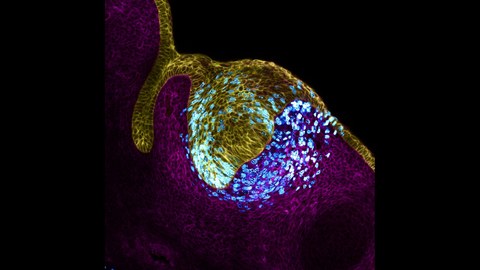 Mikroskopische Aufnahme von Zellen eines Zahns auf schwarzem Hintergrund. Diese sind violett, hellblau und gelb eingefärbt.