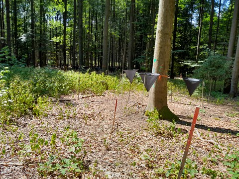Foto von eimem Baumstamm. In Bodennähe sind mehrere Fangnetze in Trichterform abgebildet.