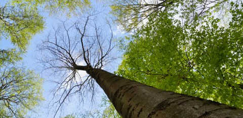 Foto von einer Rotbuche. Das Bild ist vom Boden in Blickrichtung der Krone aufgenommen und zeigt den Stamm sowie Äste, an denen kaum Blätter hängen.