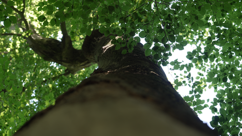 Foto von einer Rotbuche. Das Bild ist vom Boden in Blickrichtung der Krone aufgenommen und zeigt den Stamm sowie Äste mit grünen Blättern.