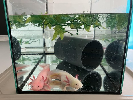 Foto von einem pinken und einem weißen Axolotl in einem kleinen Aquarium.