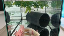 Foto von einem pinken und einem weißen Axolotl in einem kleinen Aquarium.