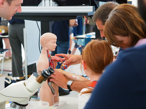 Foto eines Modellkörpers vom Menschen, bei dem eine Person die inneren Organe einsetzt.