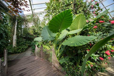 Das Foto zeigt viele grüne Blätter. dazwischen erkennt man die rote Blüte der "Scadoxus cinnabarinus".