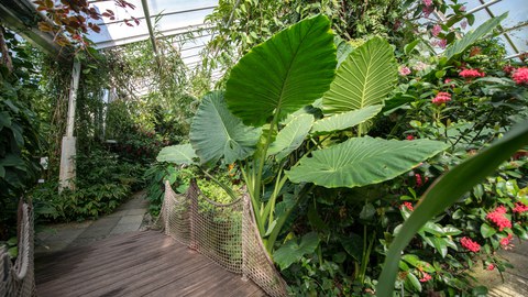 Das Foto zeigt viele grüne Blätter. dazwischen erkennt man die rote Blüte der "Scadoxus cinnabarinus".