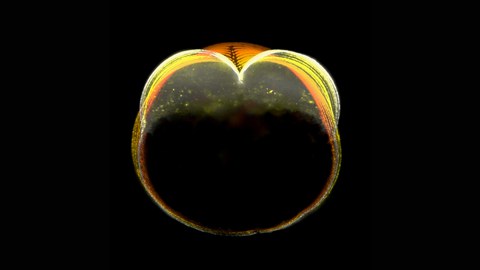 Embryo des Zebrabärblings während des ersten Zellteilungszyklus