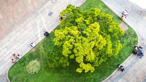 Green bushes from above in a city