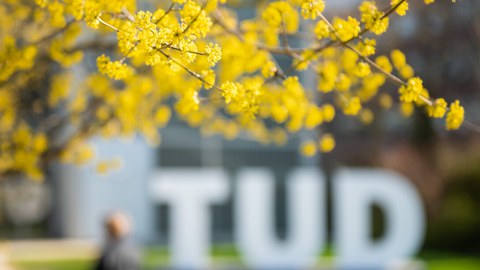 Blühender Baum auf dem Campus der TUD