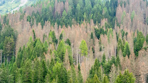 Woods destroyed by the European spruce bark beetle
