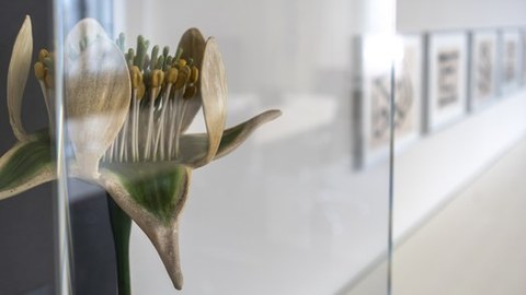 Blick auf eine Vitrine, in der das historische Modell einer Blüte steht, im Hintergrund sind an eine weißen Wand gehängte Bilder zu sehen.