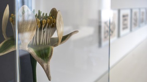 Blick auf eine Vitrine, in der das historische Modell einer Blüte steht, im Hintergrund sind an eine weißen Wand gehängte Bilder zu sehen.