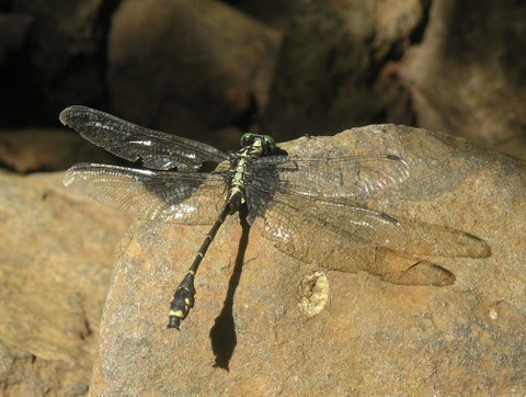 Asiagomphus reinhardti