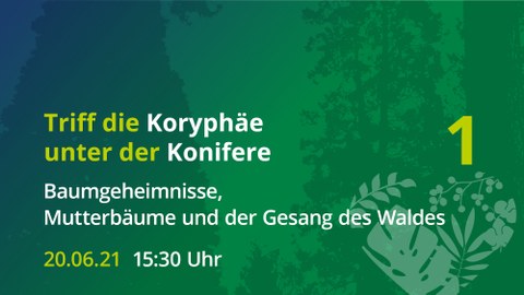 Ankündigung der Veranstaltung "Die Koryphäe unter den Koniferen", gelb auf grünem Untergrund