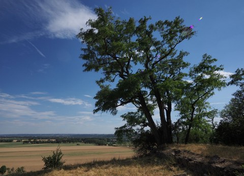 Rechts eine grüne Robinie auf verbrannter Wiese vor blauem Himmel