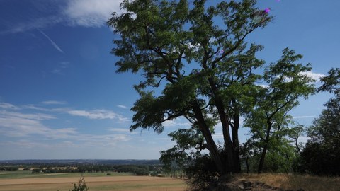 Rechts eine grüne Robinie auf verbrannter Wiese vor blauem Himmel