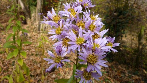 Tataren-Aster