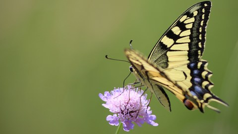 Vor grünem Hintergrund sitzt am rechten Bildrand ein Schwalbenschwanz-Schmetterling auf einer violetten Blüte.
