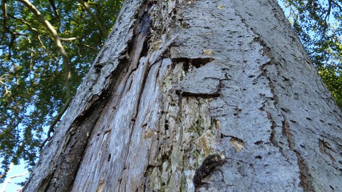 Buche auf der Insel Vilm