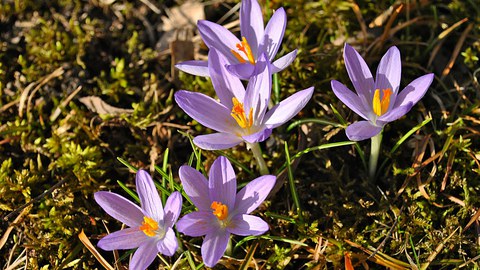 Violette Krokusse auf einer Wiese