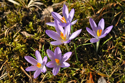 Violette Krokusse auf einer Wiese