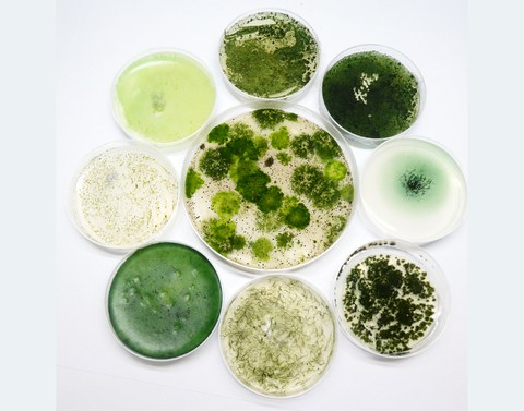 Grüne Bakterienkulturen in Petrischalen, die kreisförmig wie eine Blume angeordnet sind.