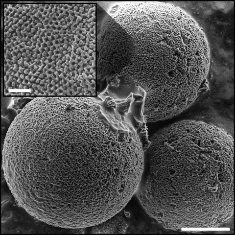 Mikroskopische Aufnahme der mineralisierten Calcit-Schalen einzelliger Algen
